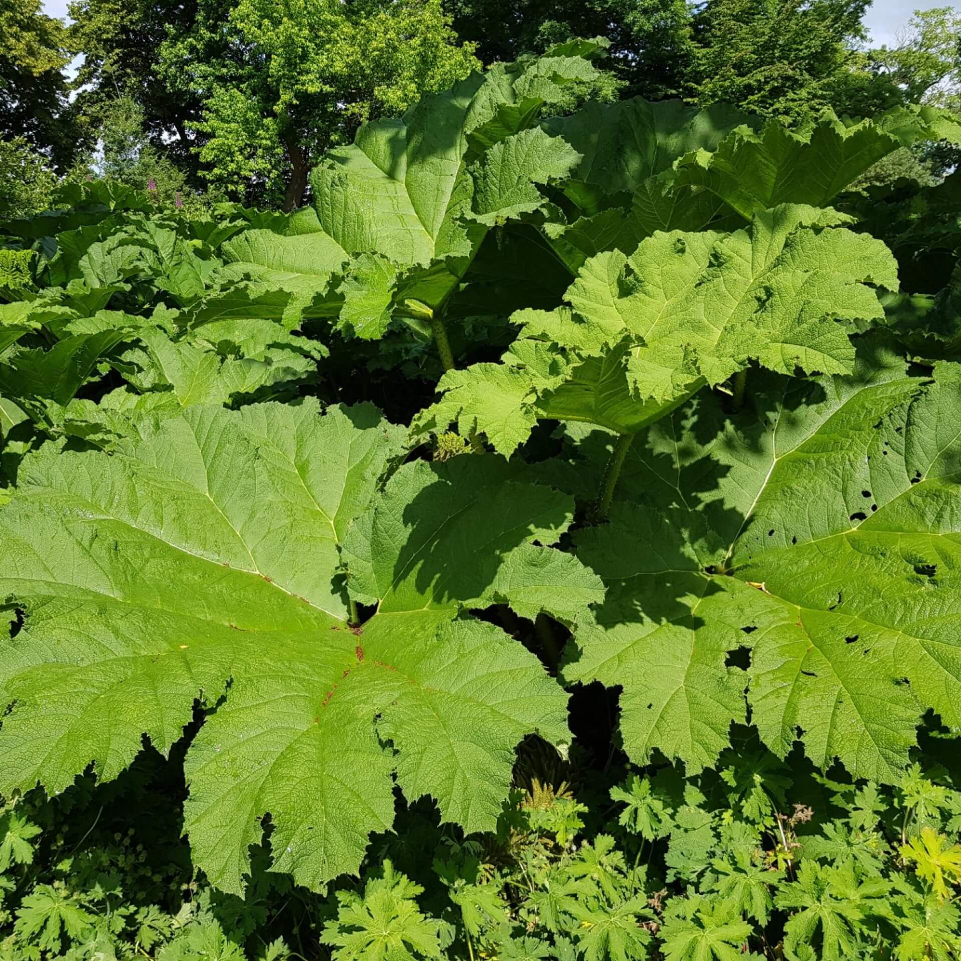 Mammutblatt (Gunnera manicata)