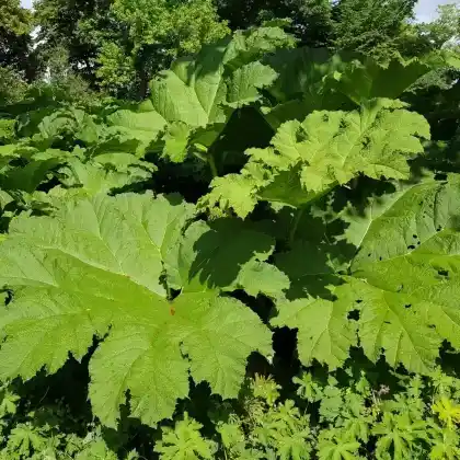 Foto von Mammutblatt (Gunnera manicata)
