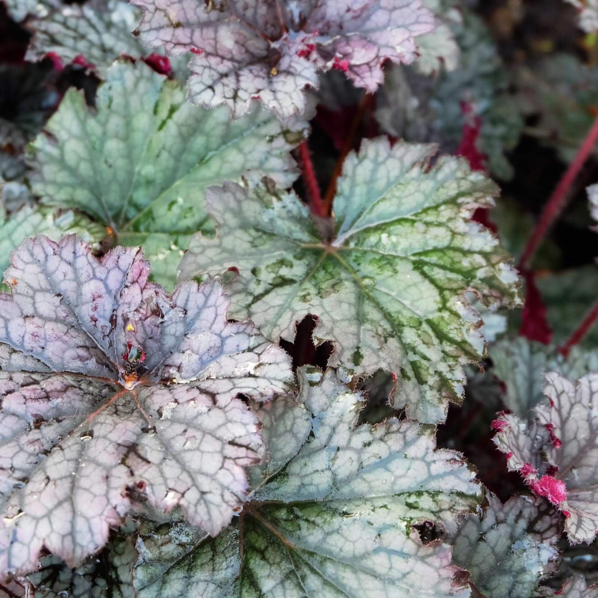 Silberglöckchen 'Plum Pudding' (Heuchera micrantha 'Plum Pudding')