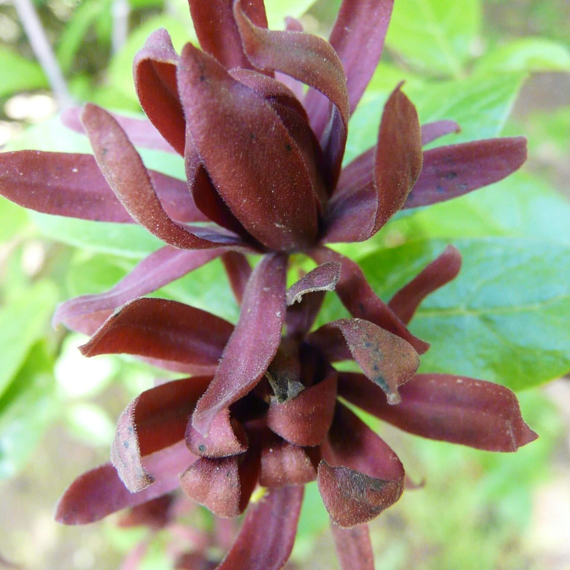 Fruchtbarer Gewürzstrauch (Calycanthus fertilis)