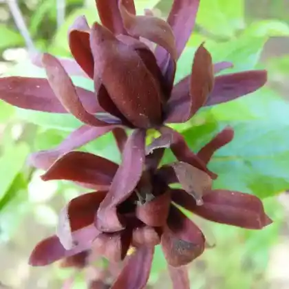 Foto von Fruchtbarer Gewürzstrauch (Calycanthus fertilis)