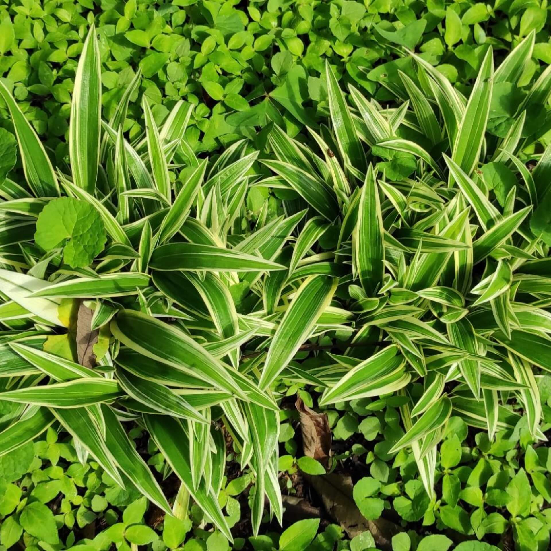 Breitblatt-Segge (Carex ciliatomarginata)