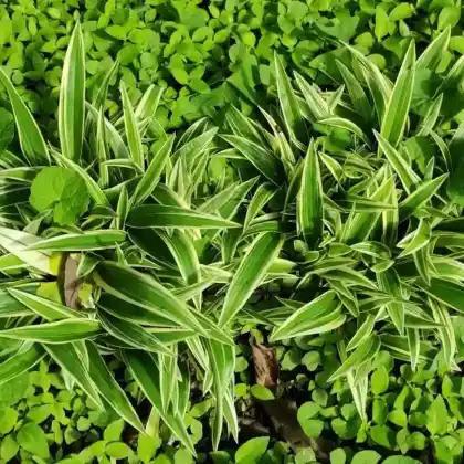 Foto von Breitblatt-Segge (Carex ciliatomarginata)
