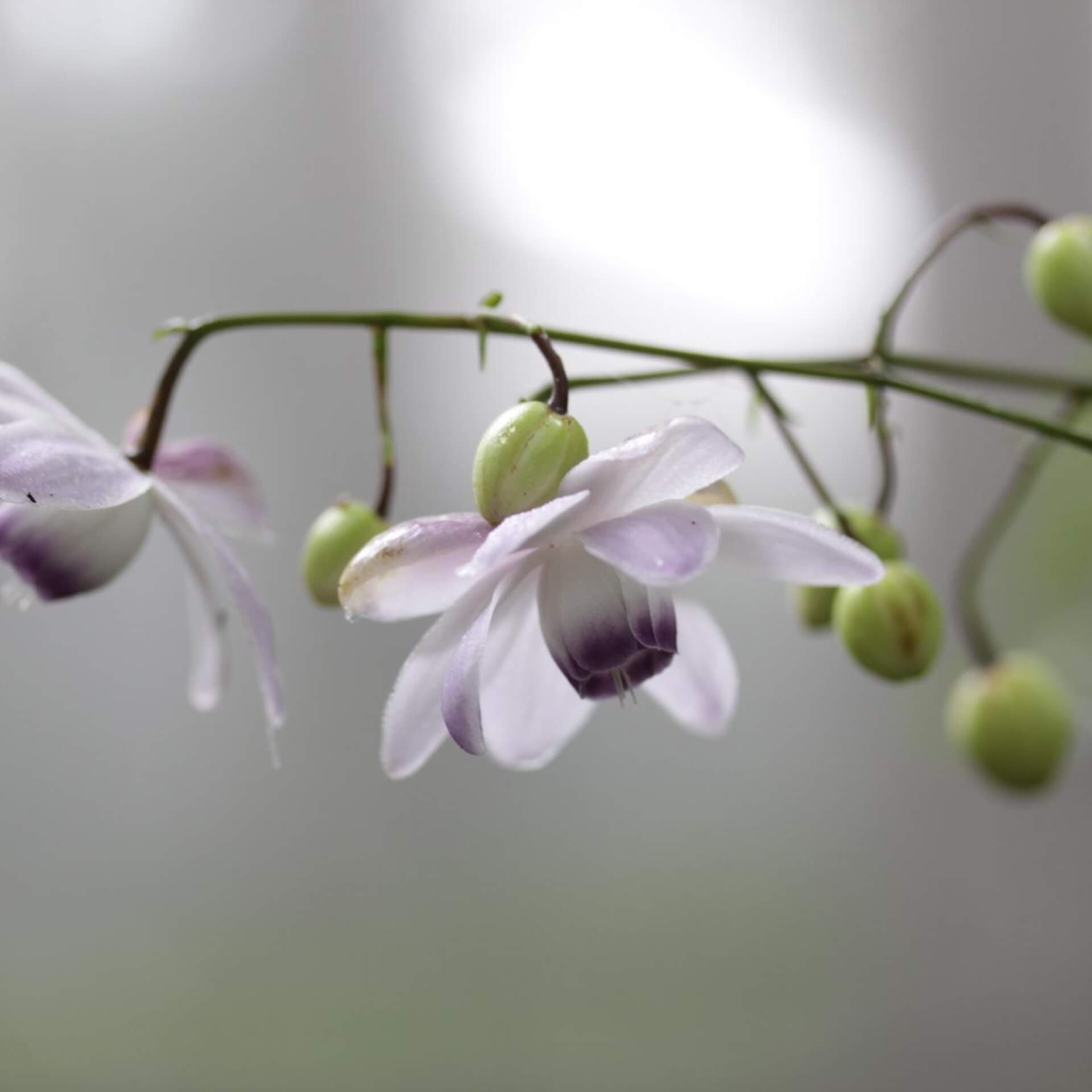 Japan-Schein-Anemone (Anemonopsis macrophylla)