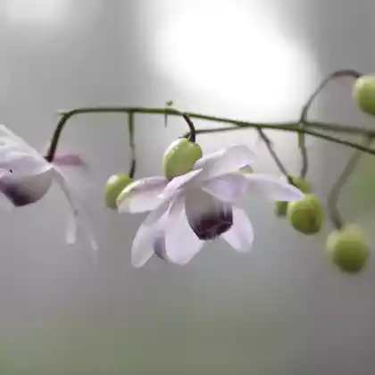 Foto von Japan-Schein-Anemone (Anemonopsis macrophylla)