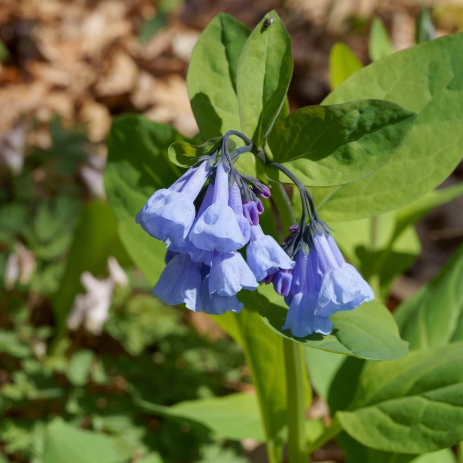 Virginisches Blauglöckchen (Mertensia virginica)