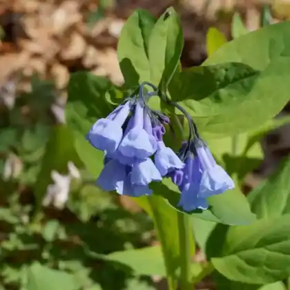 Foto von Virginisches Blauglöckchen (Mertensia virginica)