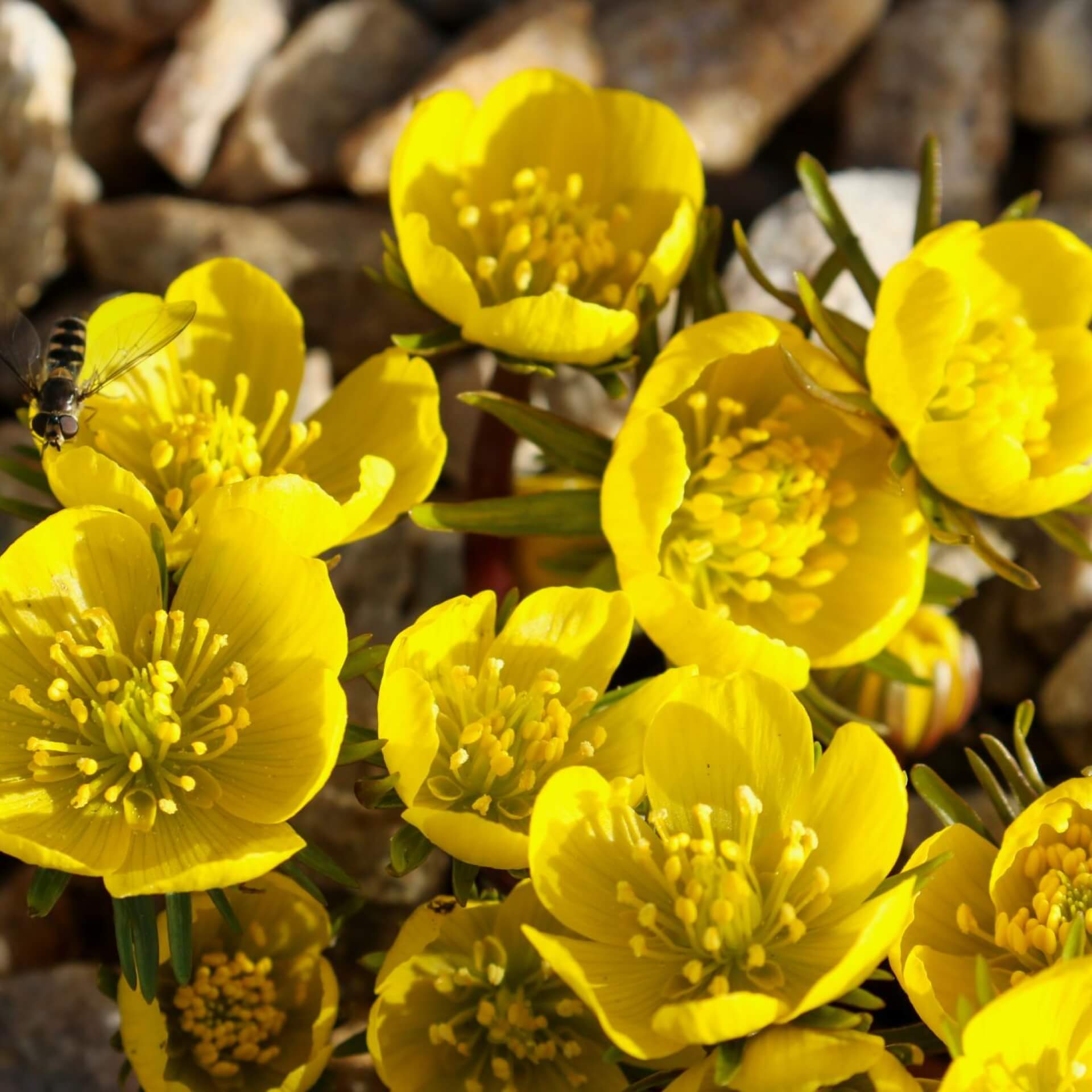 Kilikischer Winterling (Eranthis cilicica)