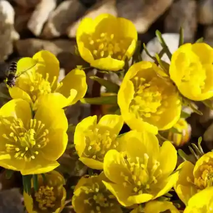 Foto von Kilikischer Winterling (Eranthis cilicica)