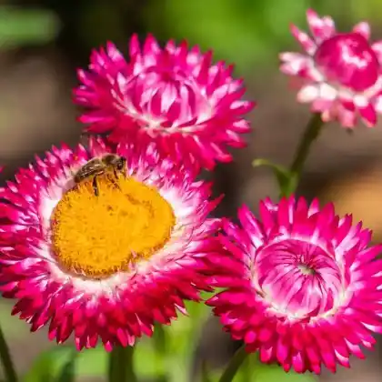 Foto von Garten-Strohblume (Helichrysum bracteatum)