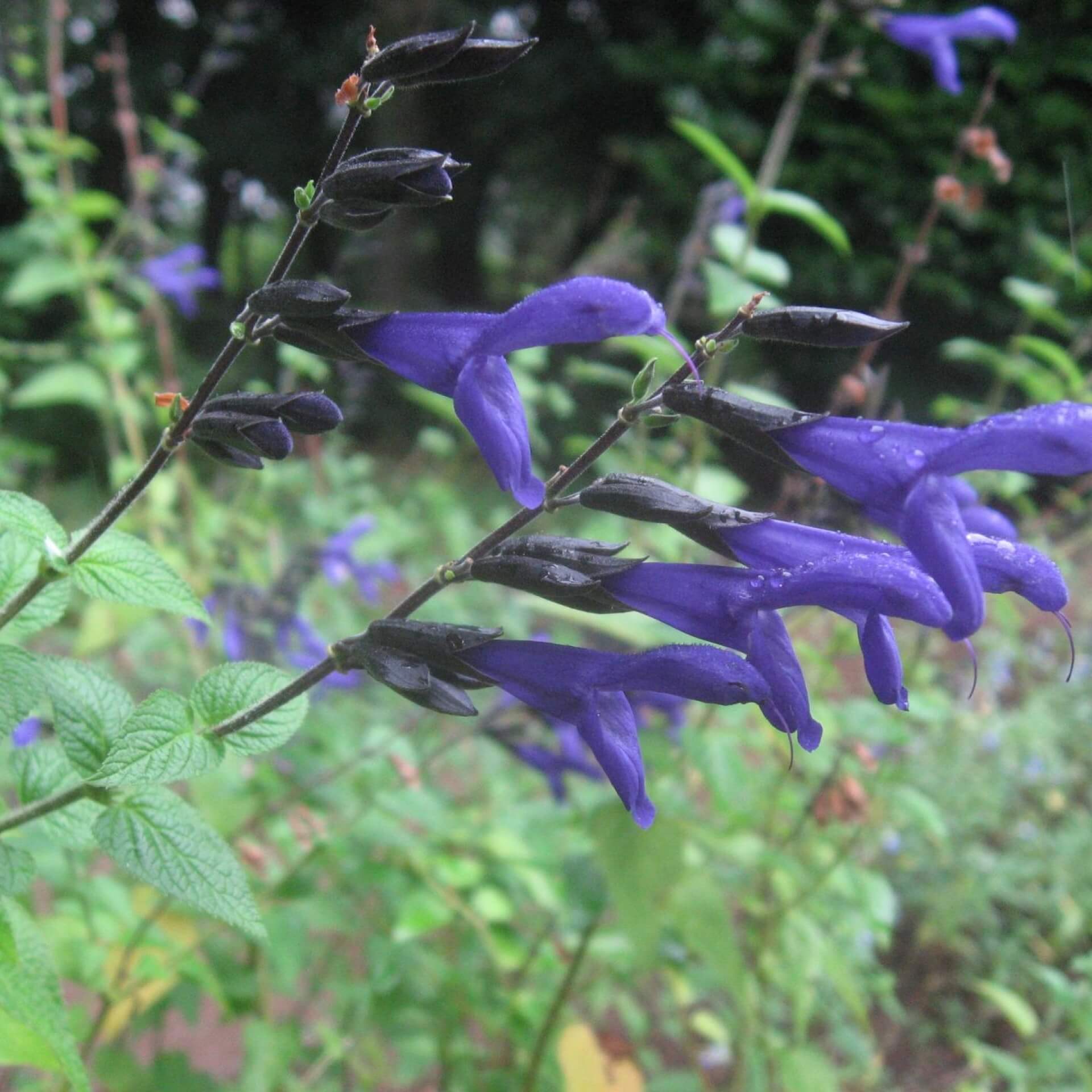 Südamerika-Salbei (Salvia guaranitica)