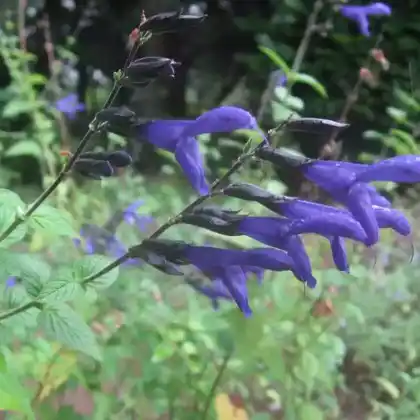 Foto von Südamerika-Salbei (Salvia guaranitica)