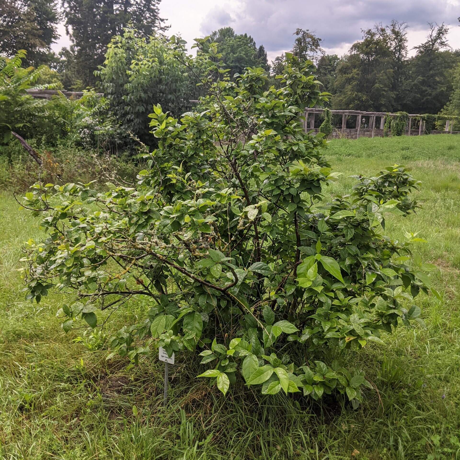 Echter Gewürzstrauch (Calycanthus floridus)