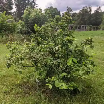 Foto von Echter Gewürzstrauch (Calycanthus floridus)