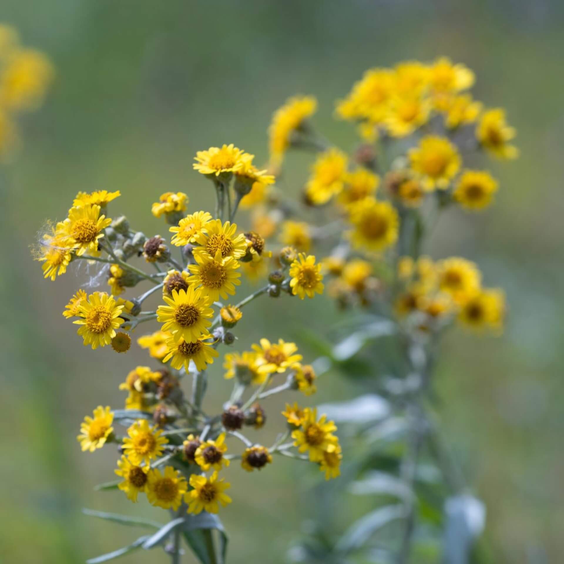 Sumpf-Greiskraut (Senecio paludosus)