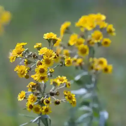 Foto von Sumpf-Greiskraut (Senecio paludosus)