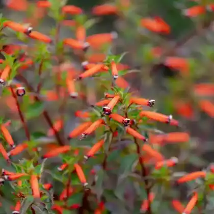 Foto von Köcherblümchen (Cuphea ignea)