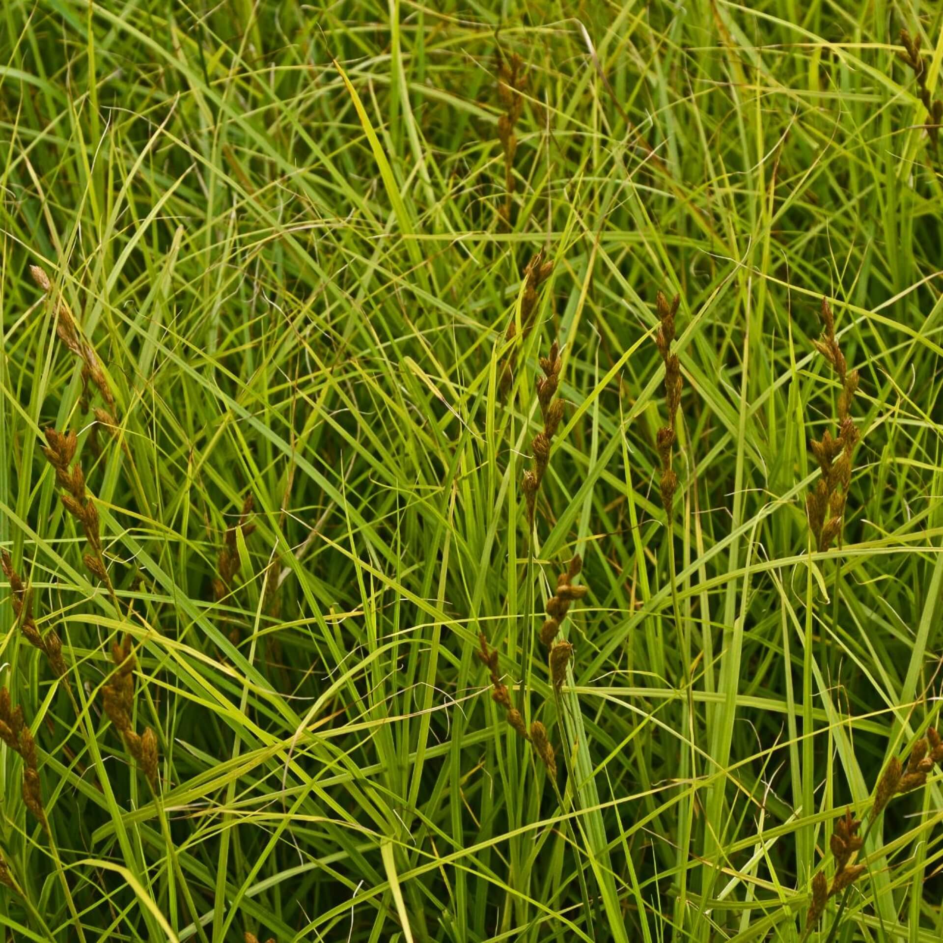 Rote Segge (Carex testacea)