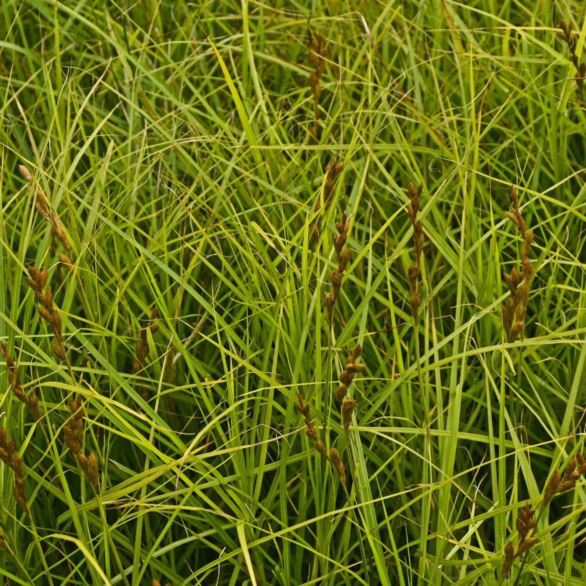 Rote Segge (Carex testacea)