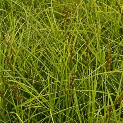 Foto von Rote Segge (Carex testacea)