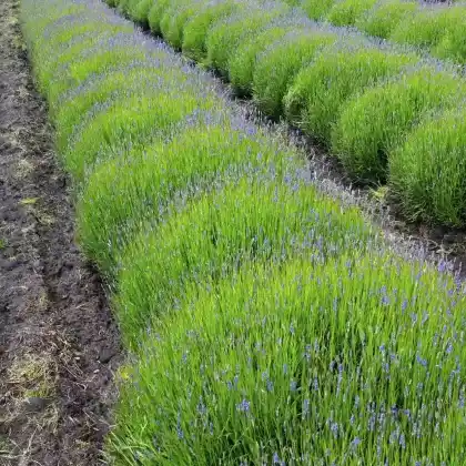 Foto von Lavendel 'Folgate' (Lavandula angustifolia 'Folgate')
