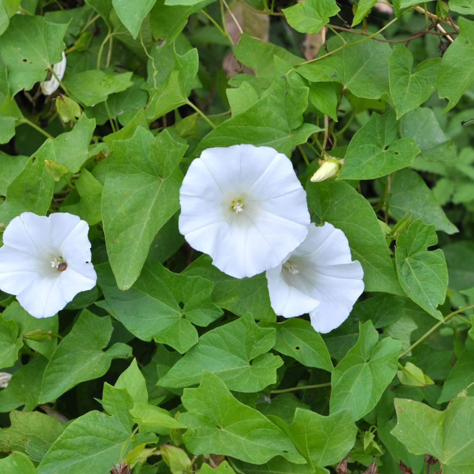 Echte Zaunwinde (Calystegia sepium)