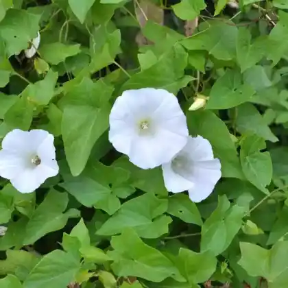 Foto von Echte Zaunwinde (Calystegia sepium)
