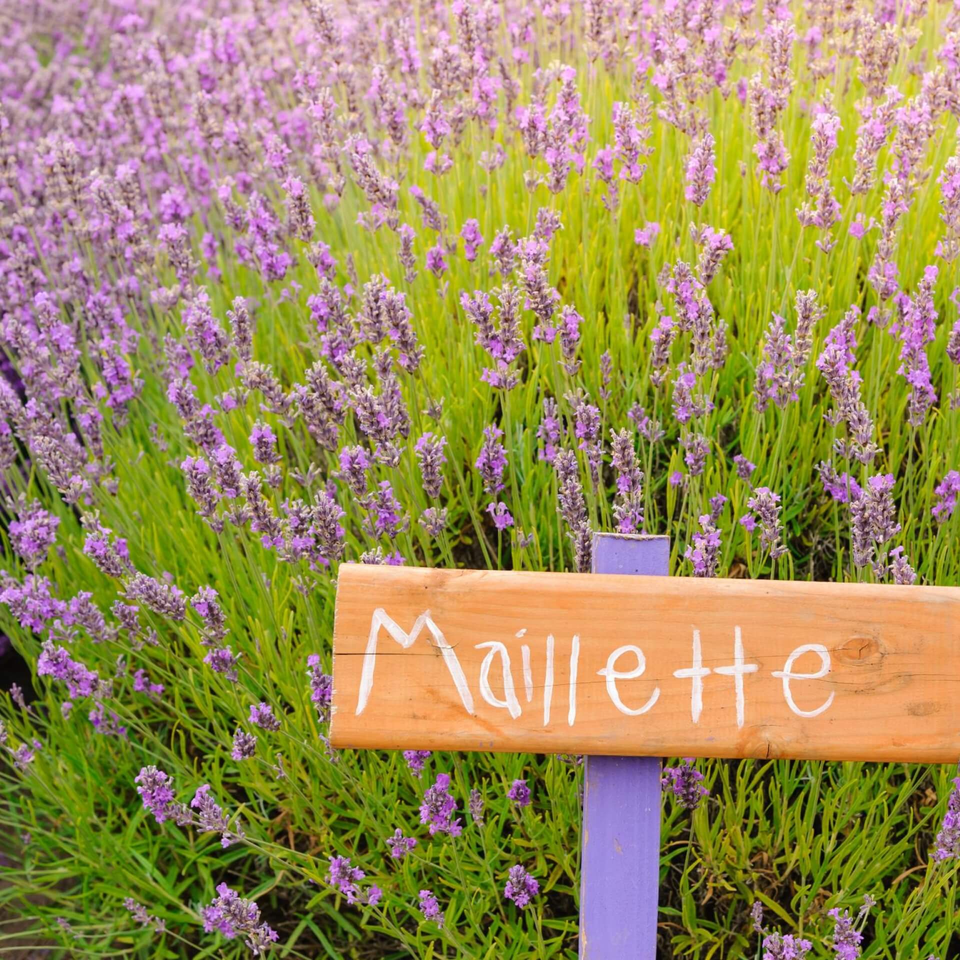 Provence-Lavendel 'Maillette' (Lavandula angustifolia 'Maillette')