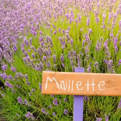 Foto von Provence-Lavendel 'Maillette' (Lavandula angustifolia 'Maillette')