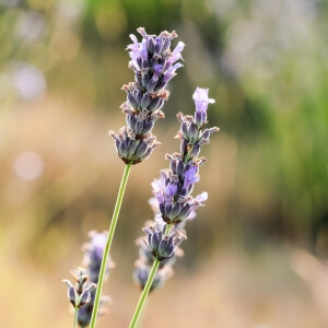 Lavendel 'Two Seasons' (Lavandula angustifolia 'Two Seasons')
