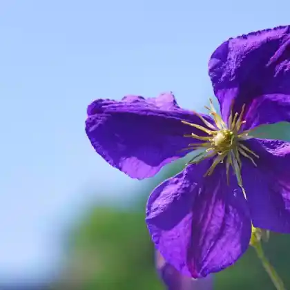 Foto von Clematis Jackmanii 'Superba' (Clematis x jackmanii 'Superba')