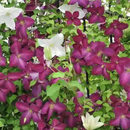 Foto von Clematis Jackmanii 'Purpurea' (Clematis x jackmanii 'Purpurea')