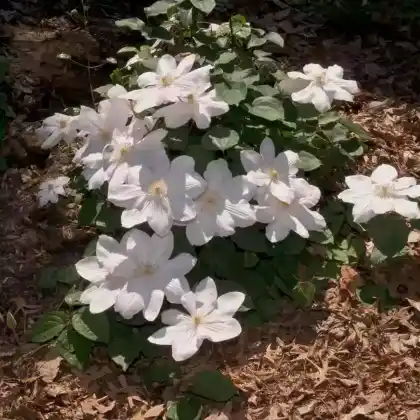 Foto von Clematis Jackmanii 'Alba' (Clematis x jackmanii 'Alba')