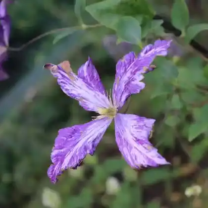 Foto von Clematis Jackmanii 'Tie Dye' (Clematis x jackmanii 'Tie Dye')