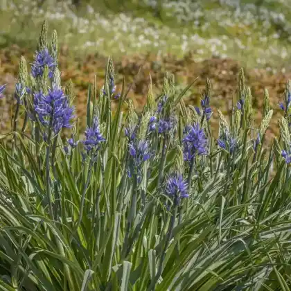 Foto von Leichtlin-Prärielilie (Camassia leichtlinii)