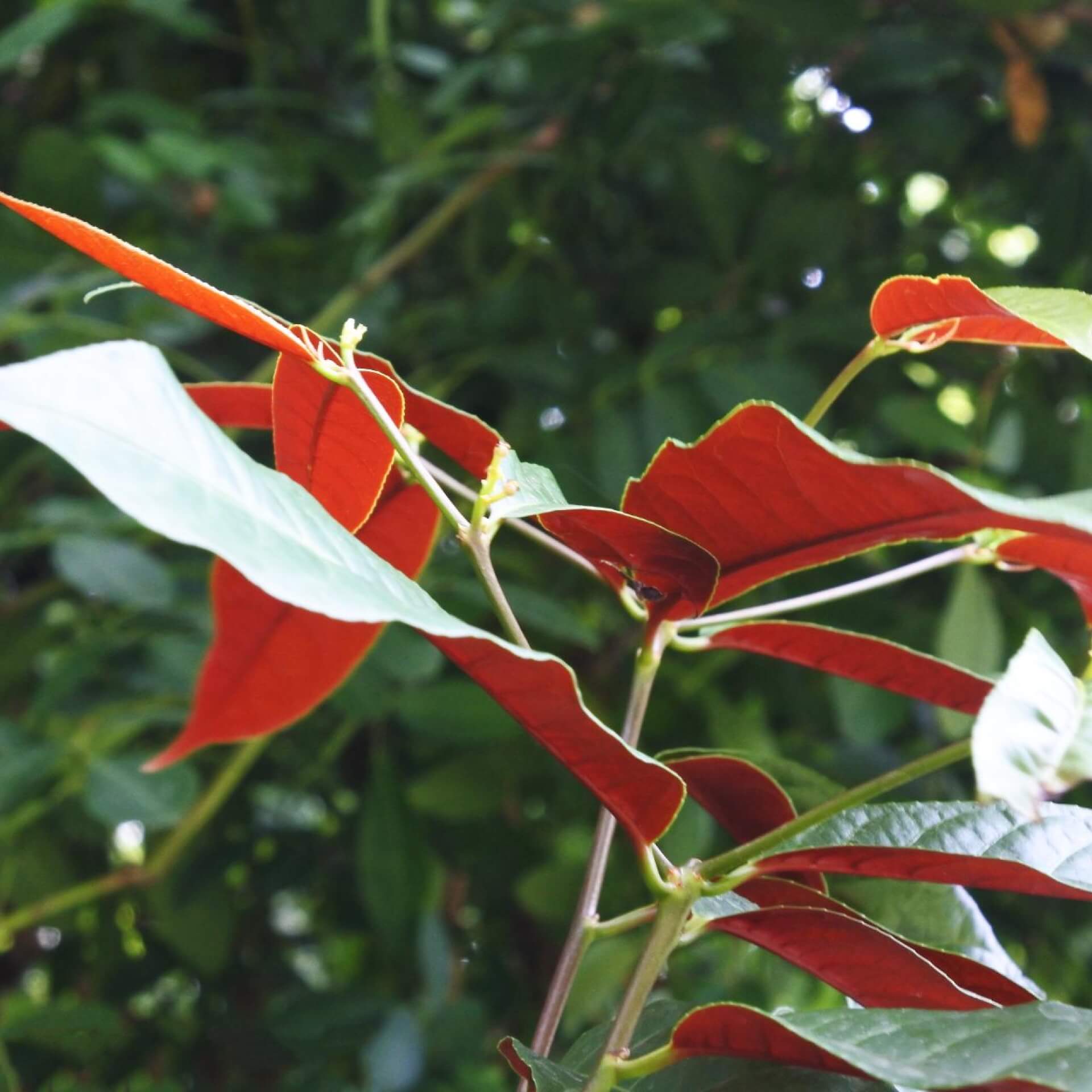 Glanzmispel 'Carré Rouge' (Photinia x fraseri 'Carré Rouge')