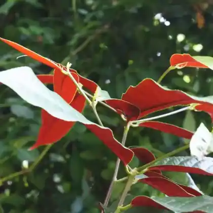 Foto von Glanzmispel 'Carré Rouge' (Photinia x fraseri 'Carré Rouge')