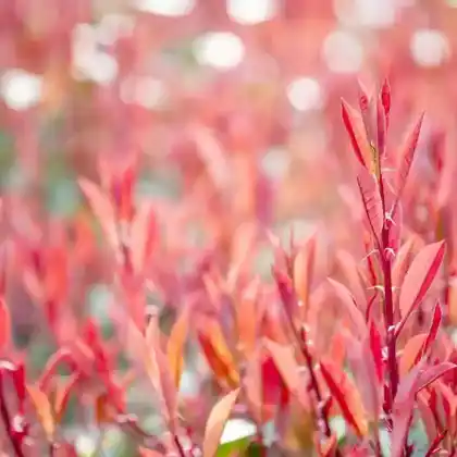 Foto von Glanzmispel 'Little Fenna' (Photinia x fraseri 'Little Fenna')