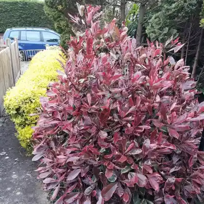 Foto von Weißgrüne Glanzmispel 'Pink Marble' (Photinia x fraseri 'Pink Marble')