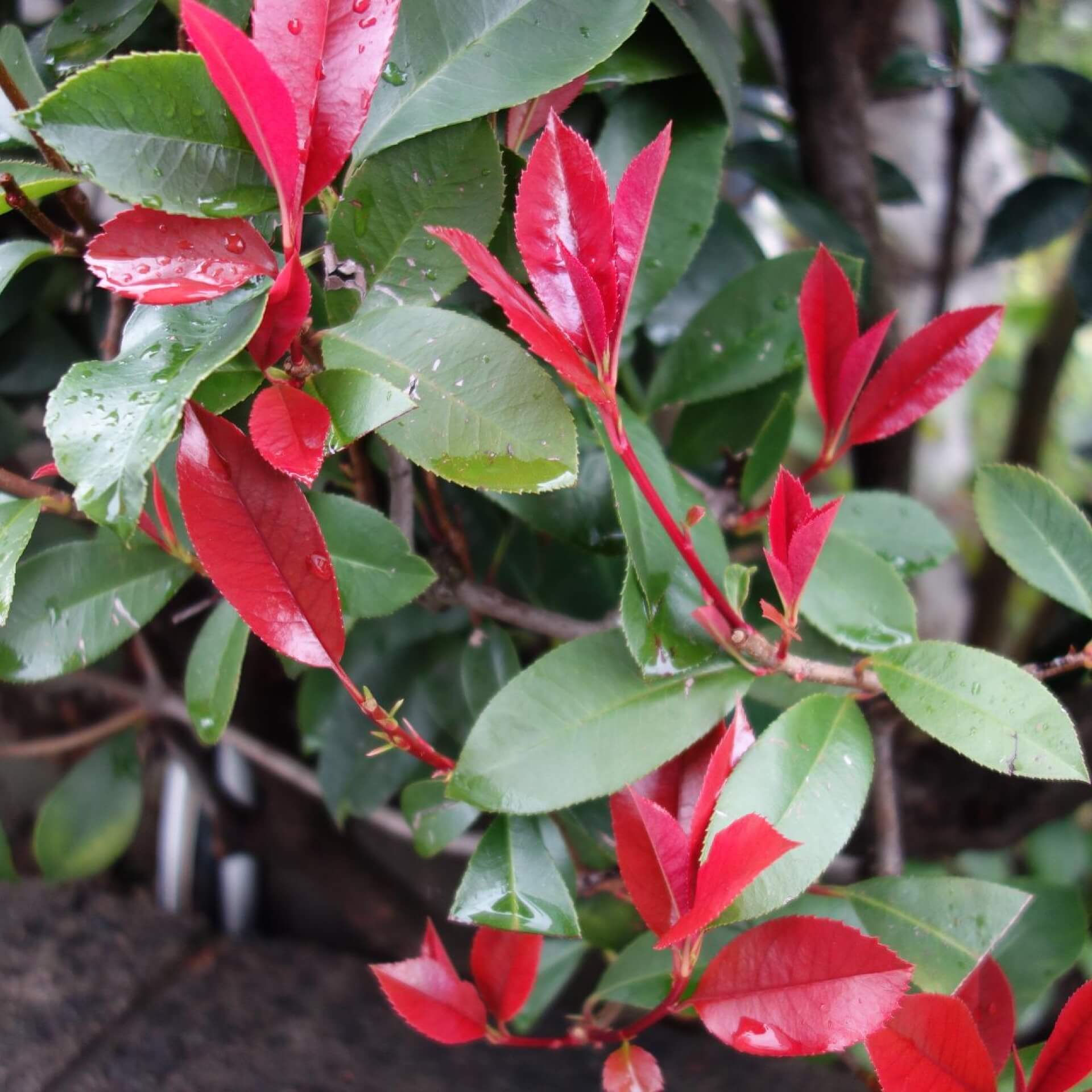 Glanzmispel 'Little Red Robin' (Photinia x fraseri 'Little Red Robin')