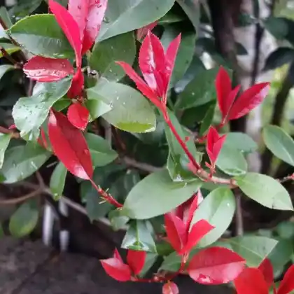 Foto von Glanzmispel 'Little Red Robin' (Photinia x fraseri 'Little Red Robin')