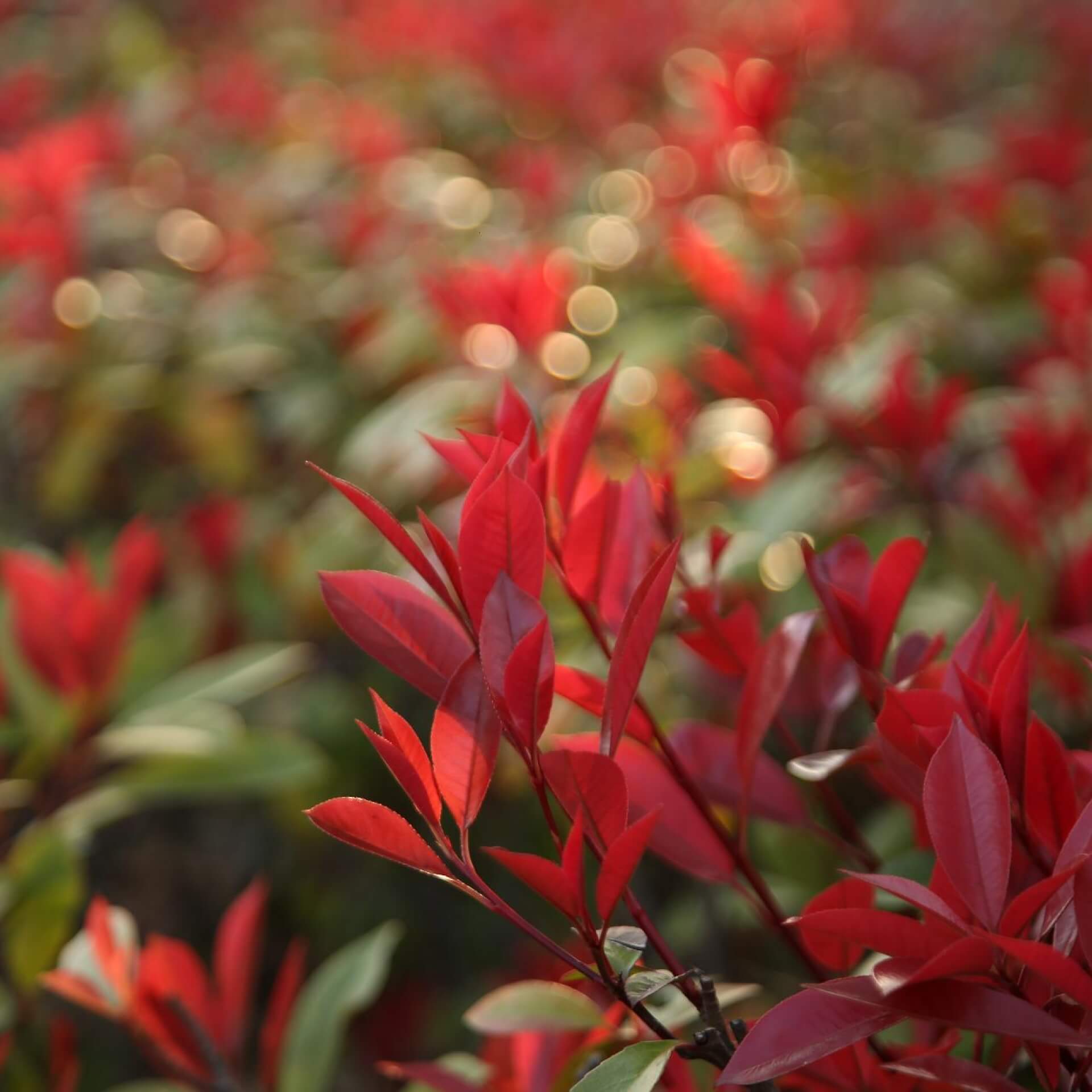 Rotlaubige Glanzmispel 'Devil's Dream' ® (Photinia x fraseri 'Devil's Dream')