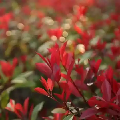 Foto von Rotlaubige Glanzmispel 'Devil's Dream' ® (Photinia x fraseri 'Devil's Dream')