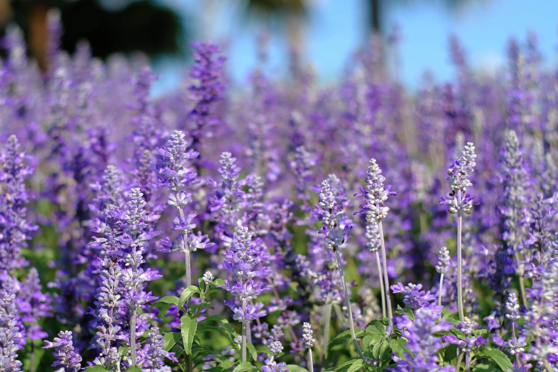 Kanarischer Lavendel / Lavandula pinnata