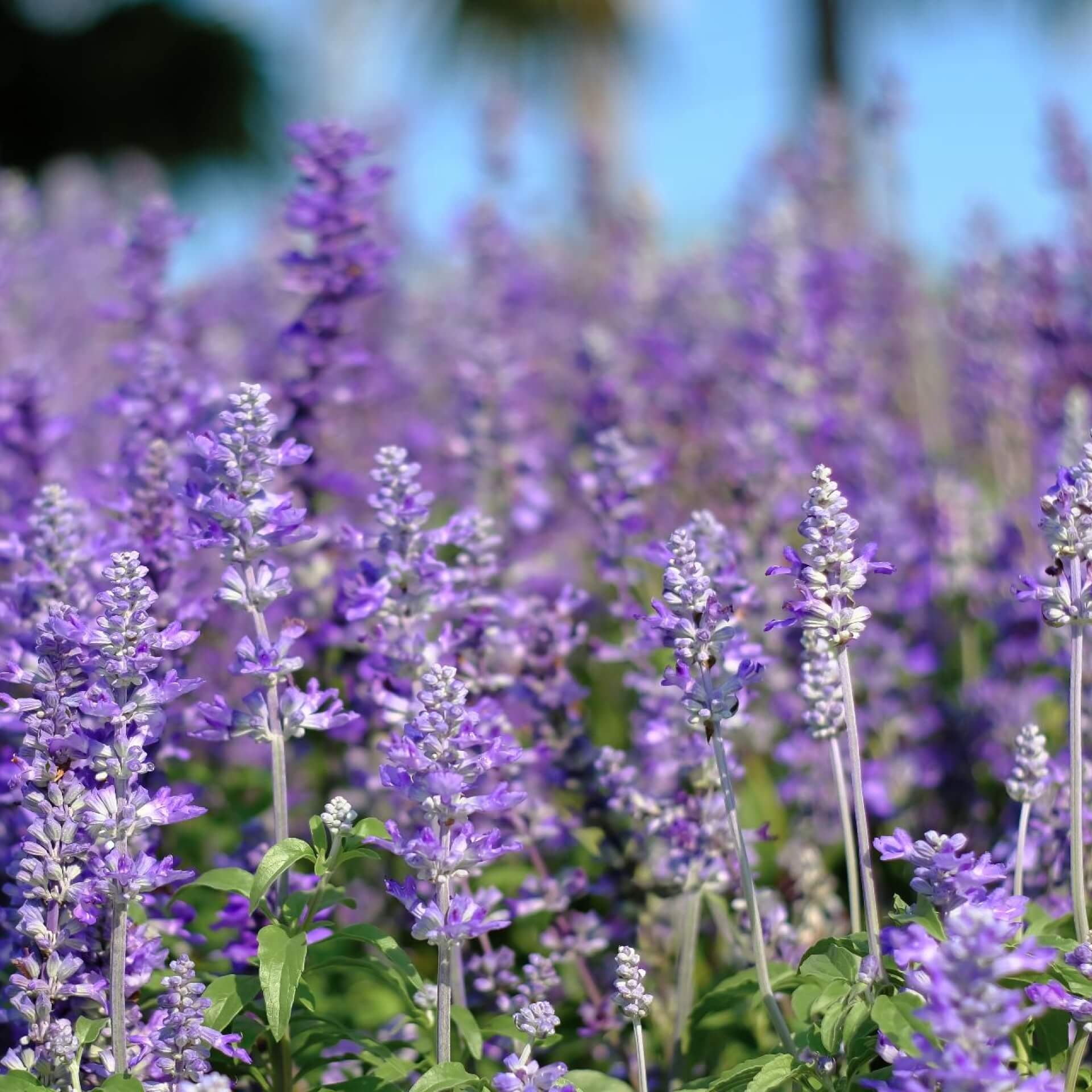 Kanarischer Lavendel (Lavandula pinnata)