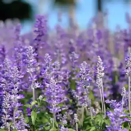 Foto von Kanarischer Lavendel (Lavandula pinnata)