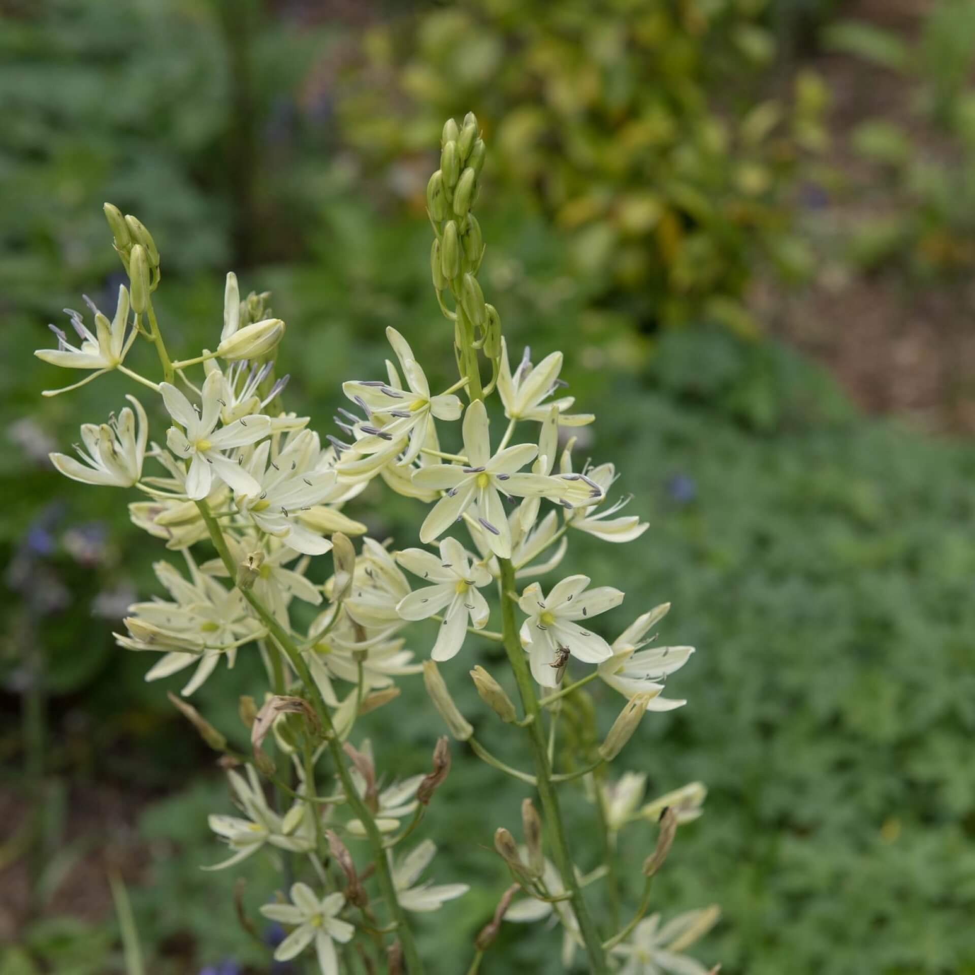 Weiße Prärielilie (Camassia leichtlinii 'Alba')