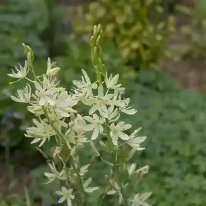 Foto von Weiße Prärielilie (Camassia leichtlinii 'Alba')