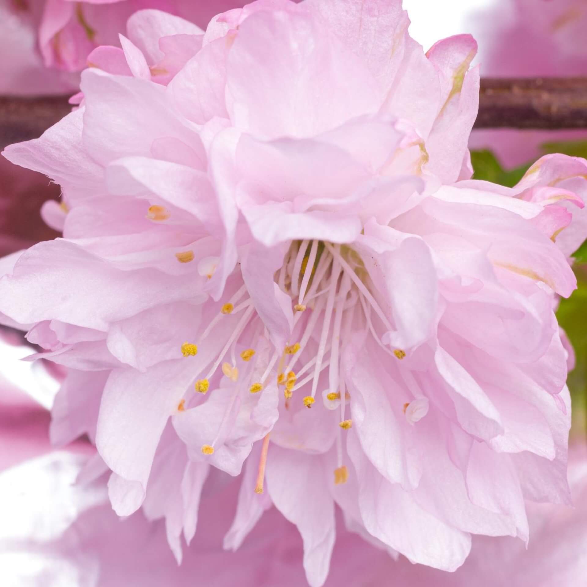 Mandelbäumchen 'Rosenmund' (Prunus triloba 'Rosenmund')