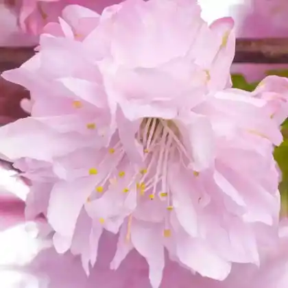 Foto von Mandelbäumchen 'Rosenmund' (Prunus triloba 'Rosenmund')